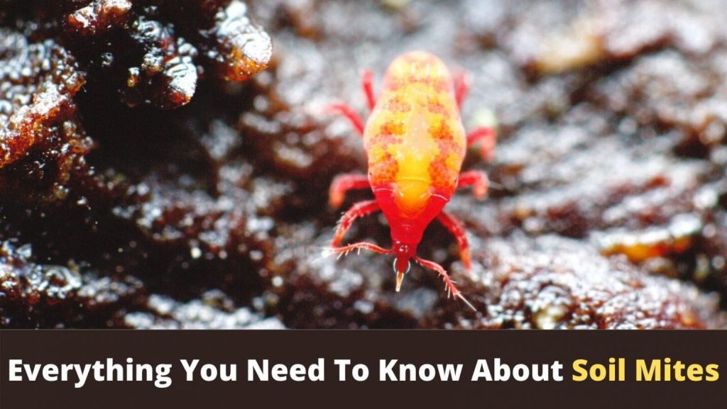 How To Get Rid Of Soil Mites